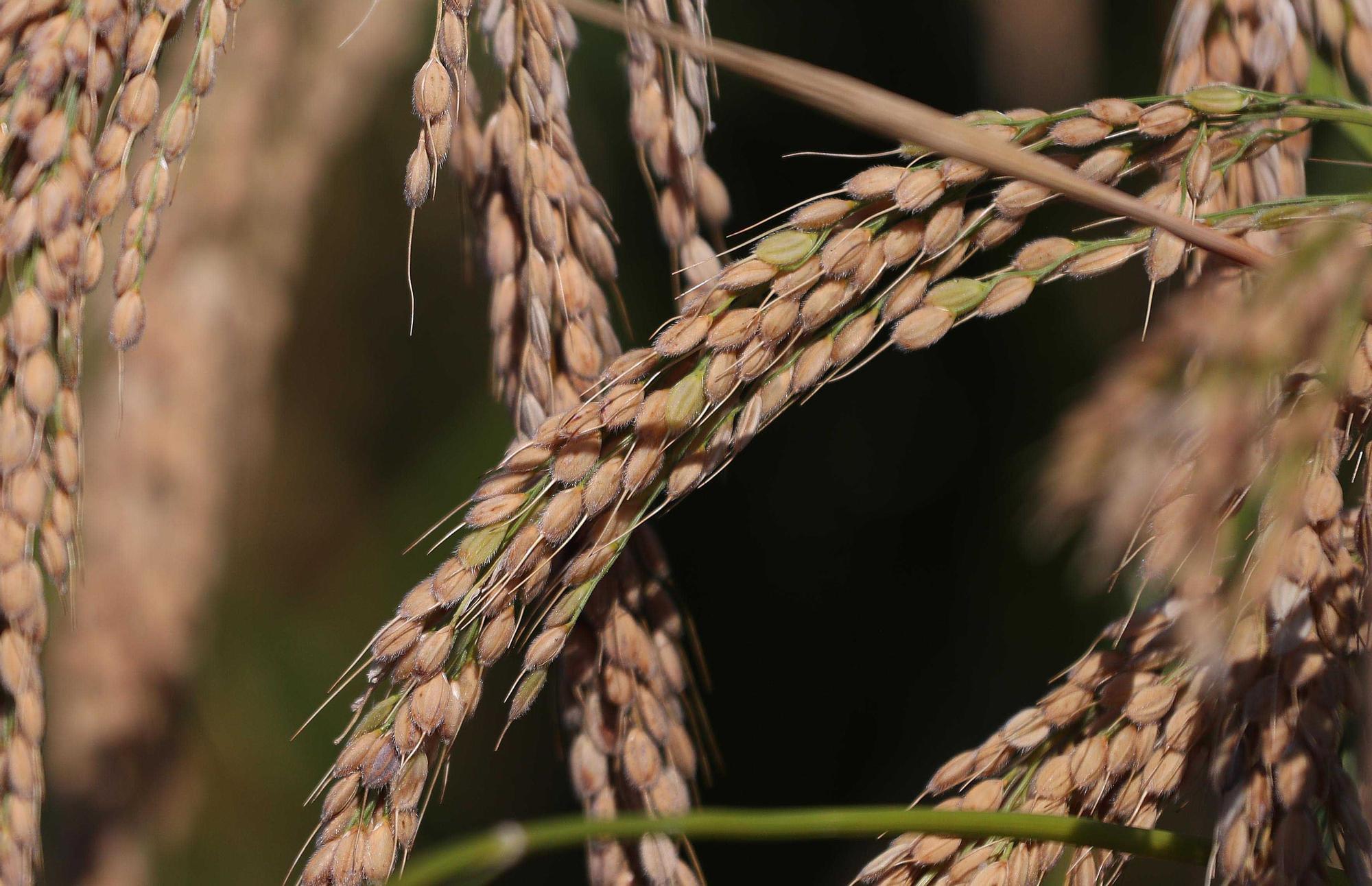 Comienza la siega del arroz en el Parque natural de La Albufera