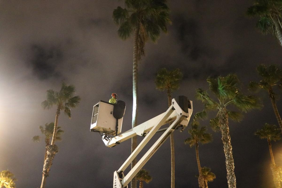Intervención de Parques y Jardines en la mediana de la Avenida Marítima