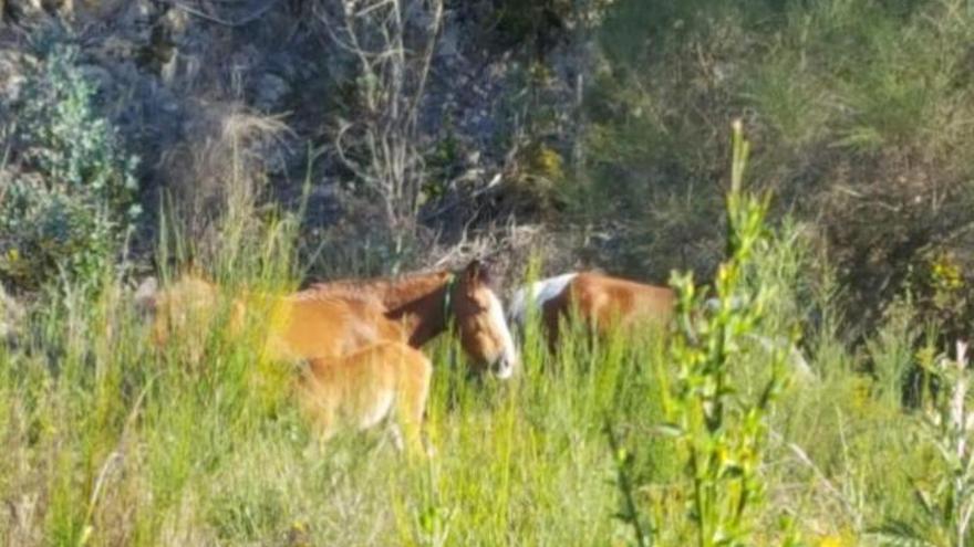 La discusión por unos caballos que acabó con un palazo a un policía