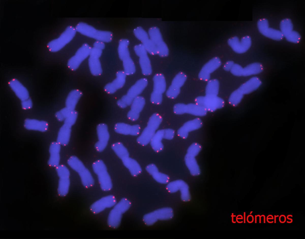 Telómeros de trigo.