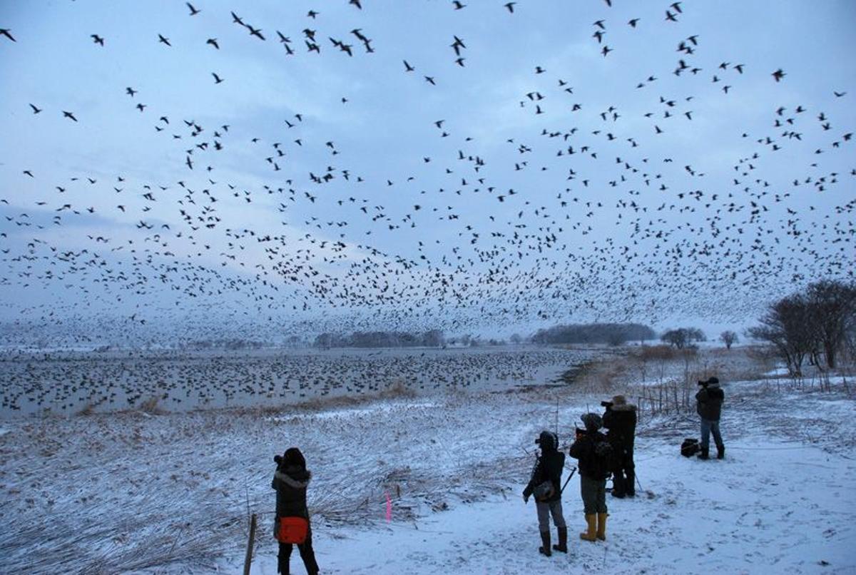 La “brújula» interna de las aves migratorias, al descubierto: “sienten” el magnetismo de la Tierra