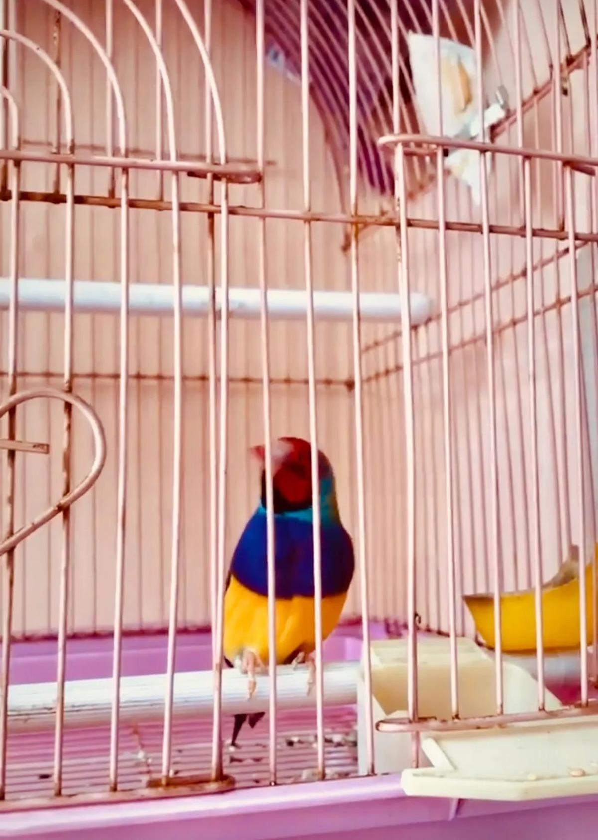 Uno de los pajaritos de colores de la casa de Frank y Toni.