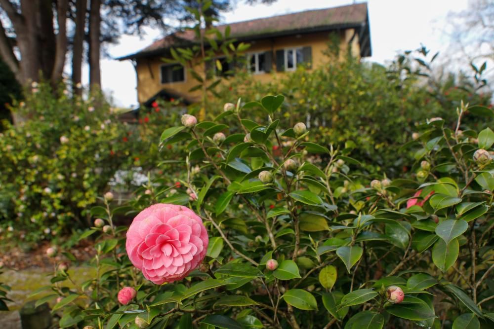 Camelias en el Botánico