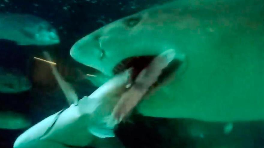 Gastón, el tiburón del Aquarium, sorprendido al devorar un pargo de 9 kilos