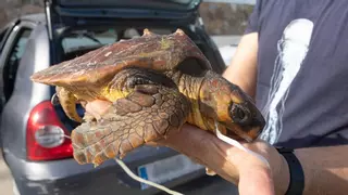 Rescatan en Torrevieja a una tortuga marina enferma por ingerir un globo