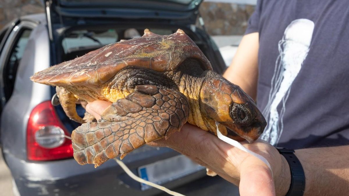 Rescatan en la playa de Los Locos de Torrevieja una tortuga marina juvenil enferma tras ingerir un globo