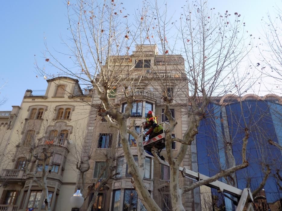 L'Ajuntament canvia 10 plàtans del Passeig