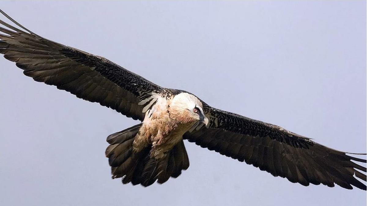 Ejemplar de quebrantahuesos en vuelo