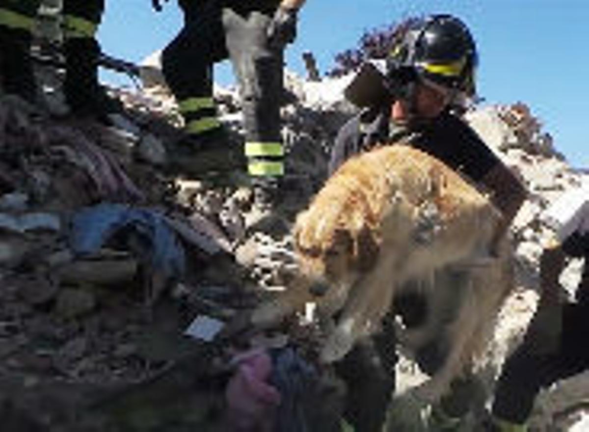 Un gos, rescatat després de passar nou dies atrapat pel terratrèmol.