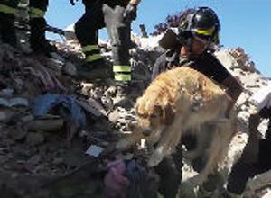 Un perro, rescatado tras pasar nueve días atrapado por el terremoto.