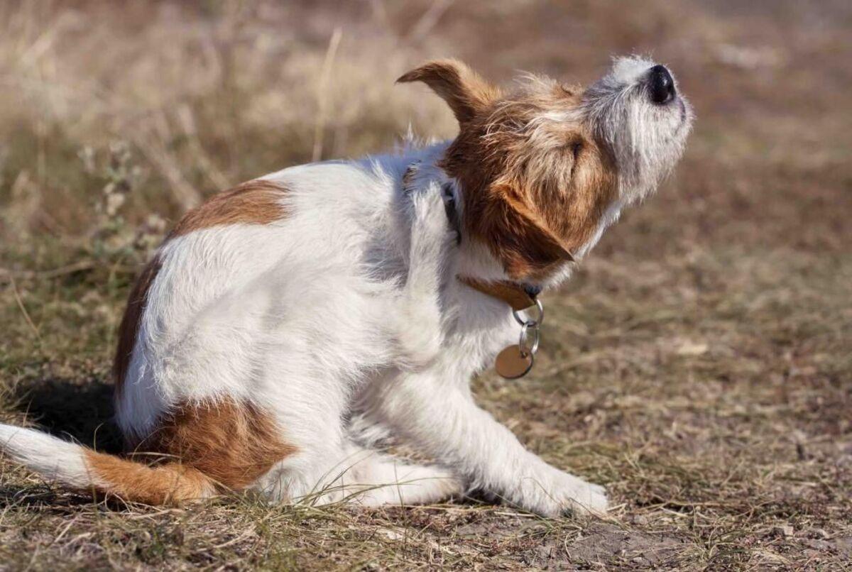 Si tu perro tiene sarna, evita el contacto directo prolongado.
