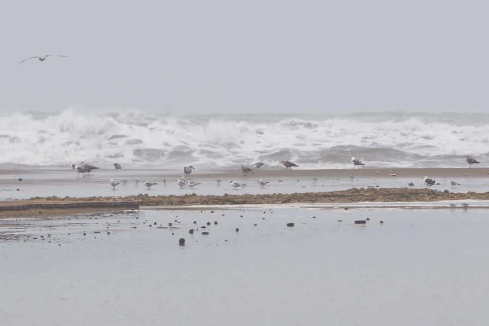 Las playas de la Malva-rosa, el Cabanyal y la Marina tras el temporal marítimo.