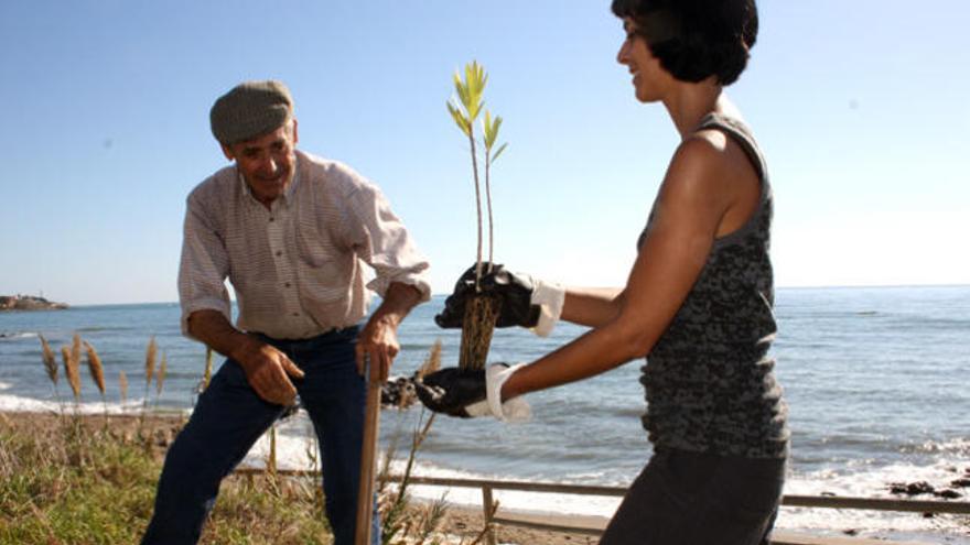 Imagen de una replantación en la Costa, hace unos años.