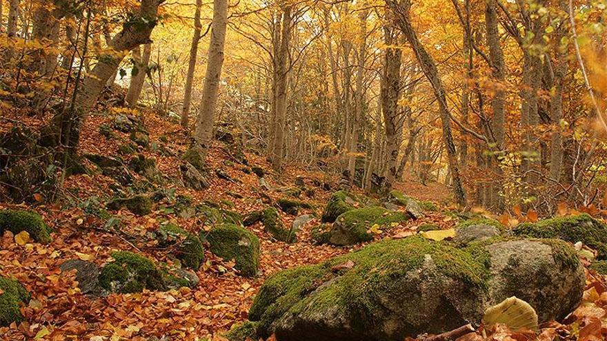 El Hayedo del Moncayo entrará en el catálogo de &quot;Arboleda Singular&quot;