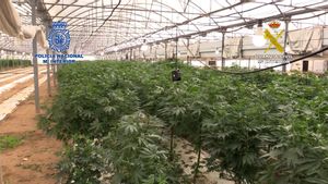 Confisquen sis tones de marihuana en Vilassar de Mar (Barcelona), la partida més gran intervinguda a Espanya