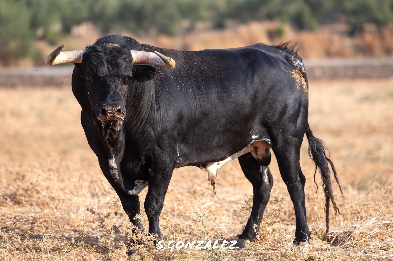 Las fotos de los 12 toros que exhibirá Almenara en sus fiestas patronales