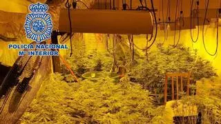 Endesa abre un expediente a la semana por plantaciones de marihuana en Córdoba