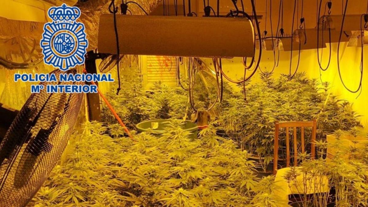 Plantación de marihuana localizada por la Policía Nacional en Córdoba, en una imagen de archivo. | CÓRDOBA