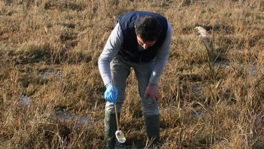 Almassora refuerza los tratamientos contras las larvas  de mosquitos