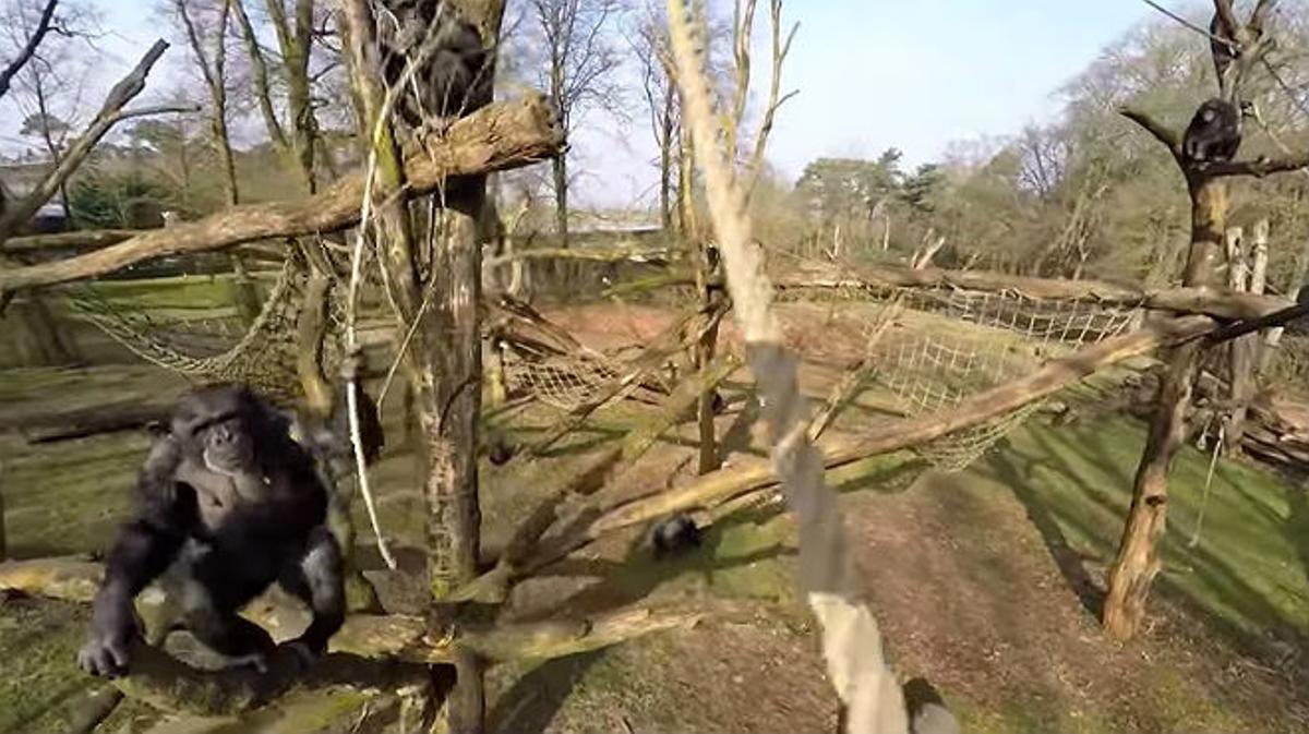 Un ximpanzé fa caure un ’drone’ en un zoo d’Holanda.