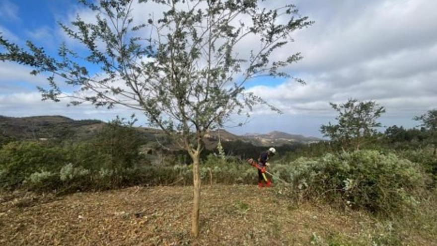 Albia colabora con la sostenibilidad en Canarias