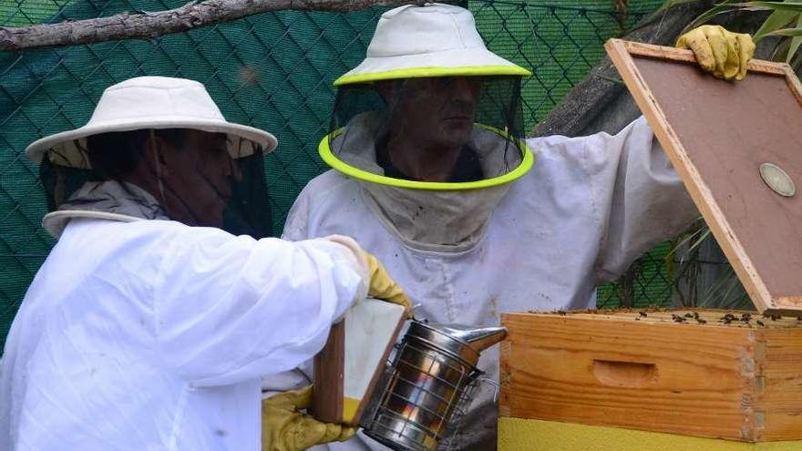 Apicultores trabajando en colmenas de la comarca. // Gonzalo Núñez