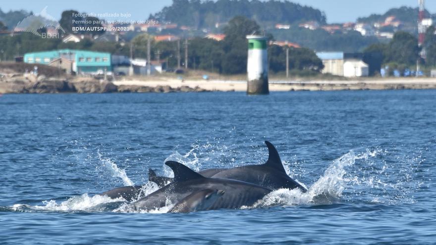 Una familia de delfines mulares en la ría de Arousa.