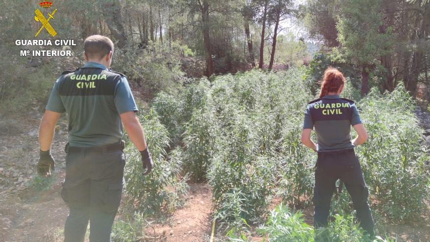 Detenido por tener más de 3.000 plantas de marihuana y un laboratorio de droga en Vall d&#039;Alba