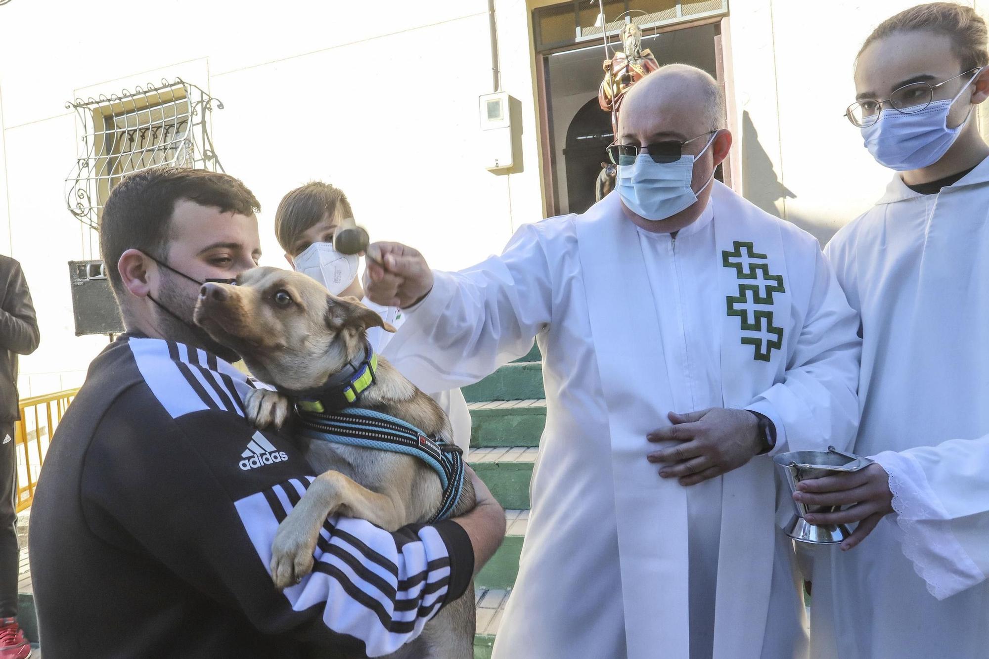 Orihuela: un San Antón con mascarilla