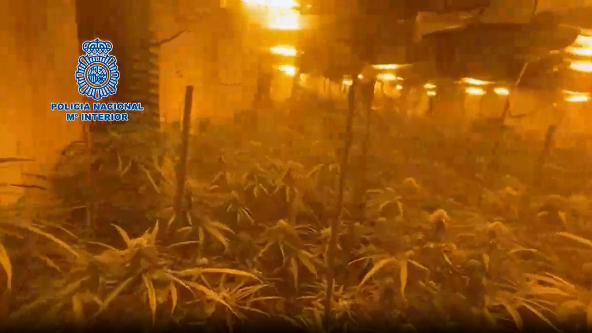 La policía desmantela a un grupo criminal dedicado a la trata y el cultivo de marihuana en Tarragona