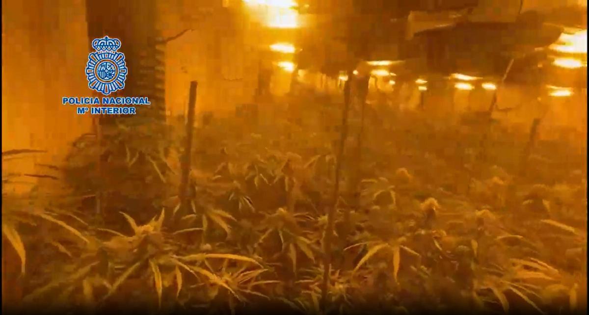 La policía desmantela a un grupo criminal dedicado a la trata y el cultivo de marihuana en Tarragona.