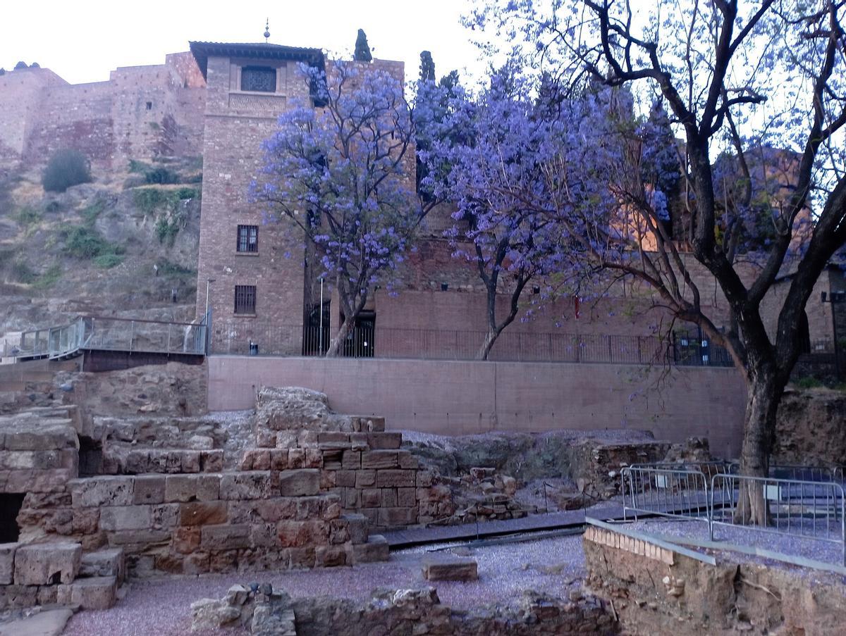 Jacarandas junto a la Alcazaba y el Teatro Romano, la semana pasada.