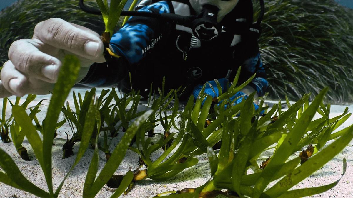 Ejemplar de posidonia oceánica