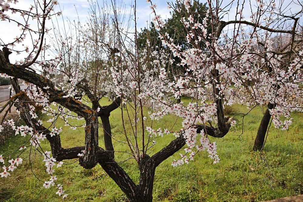 Mandelblüte