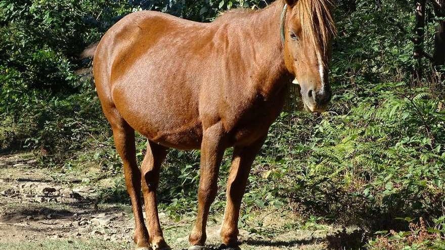 Uno de los caballos con trancas en Moaña. // FdV