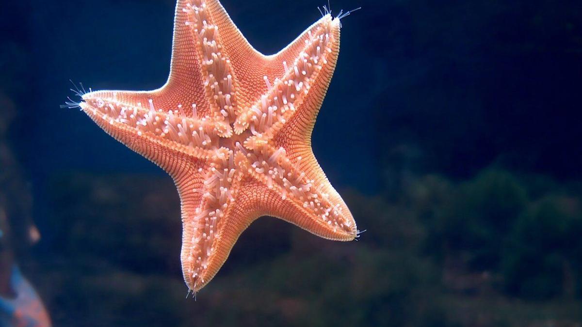 Descubren que un tipo de estrella de mar aporta el mejor colágeno