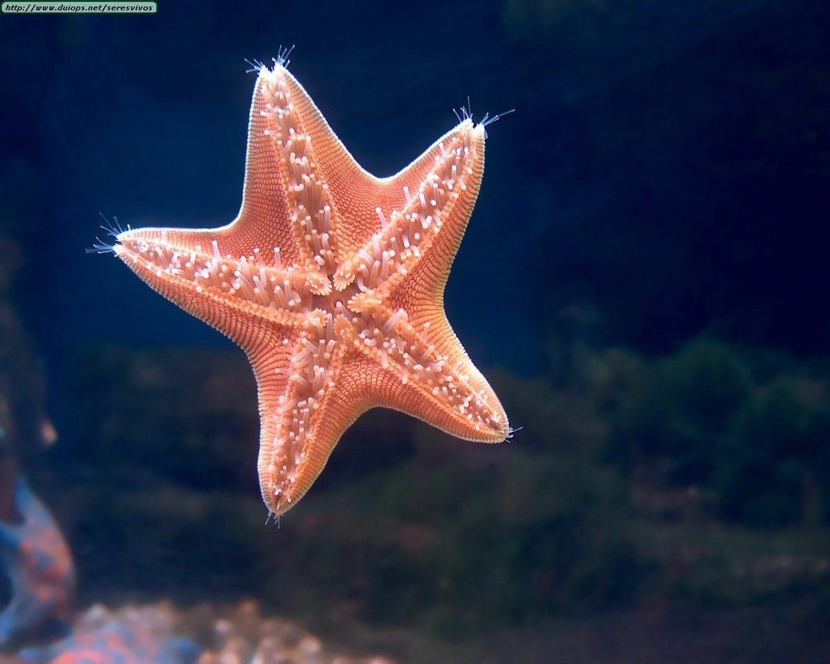 Cómo caminan las estrellas de mar - Medio Ambiente - Vida 