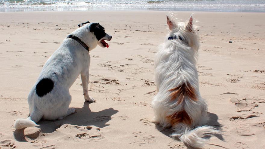 Once playas para perros en Galicia // FARO