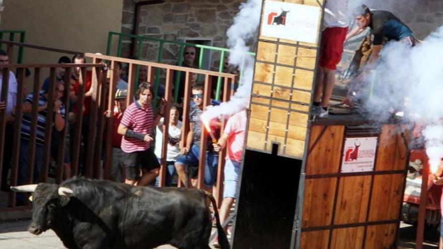 Un toro sale del cajón en un encierro en la villa de Alcañices. | Chany Sebastián