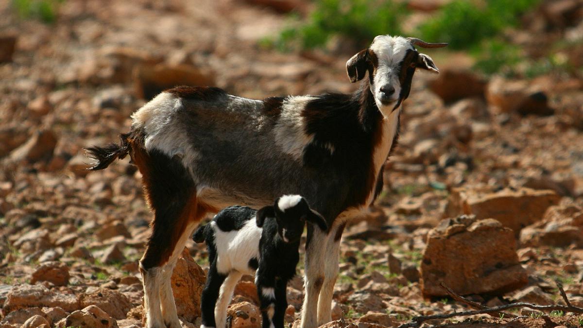 Rebaño de cabras en Canarias.