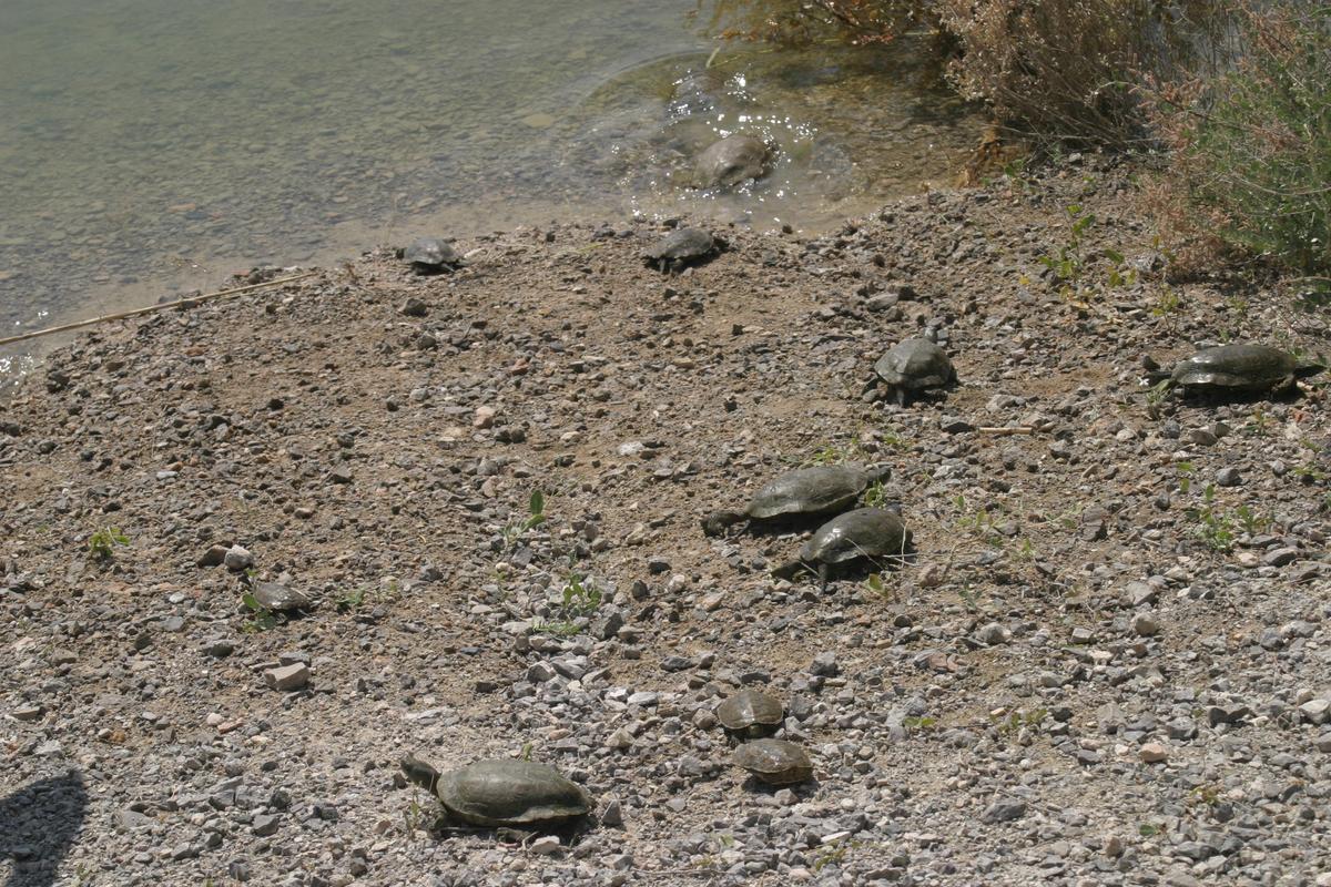 Galápagos leprosos, en una presa en Cieza.