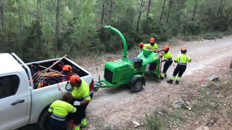 Actividad de gestión forestal en el Taller de Empleo municipal de Muro.