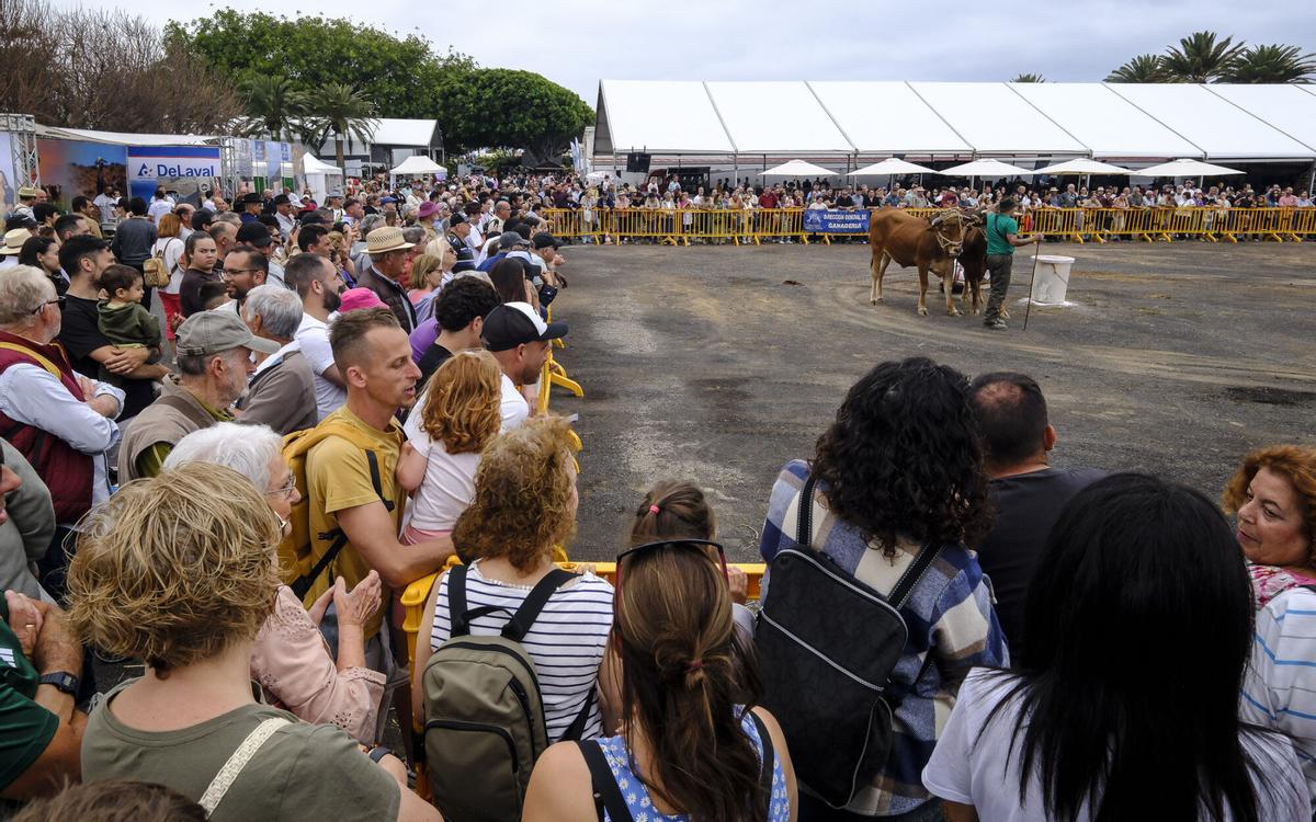 Feria de Ganado de Gran Canaria