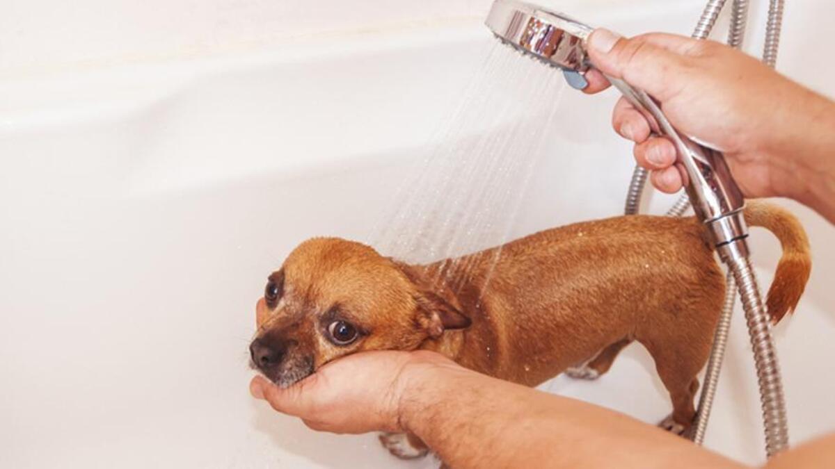 Baño de un perro.