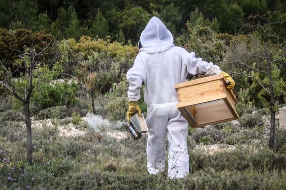 La fumigación contra la Xylella acaba con el 30% de los panales de abejas de la provincia de Alicante.