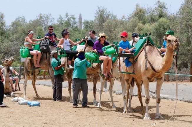 Reportaje excursiones con camellos en las Dunas ...