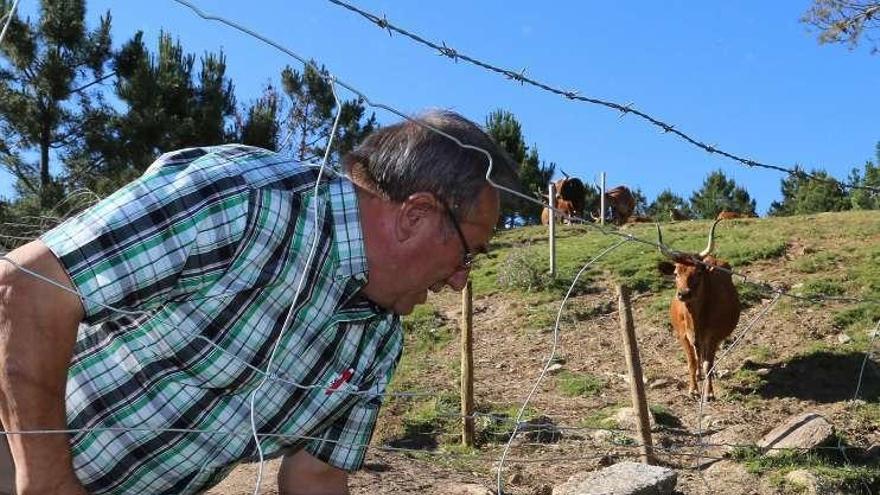 Castro repara el cierre del recinto de las vacas cachenas. // Muñiz