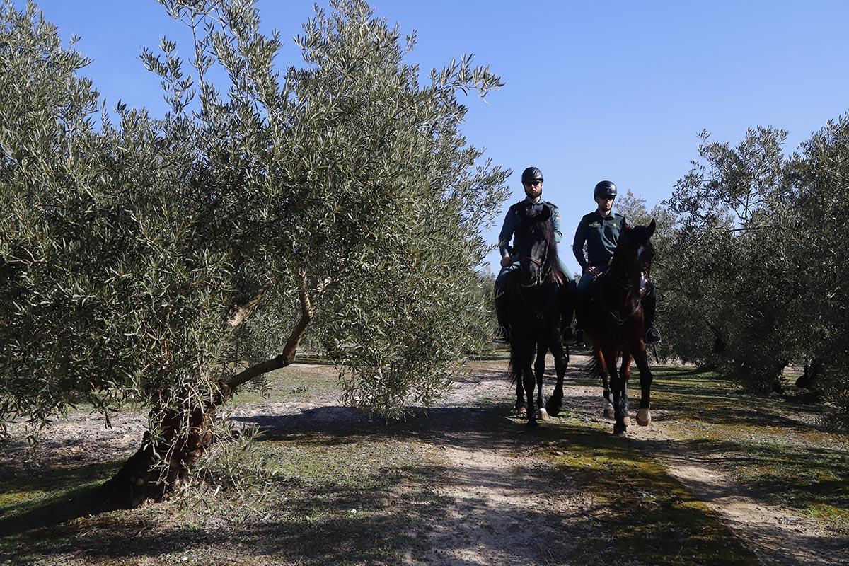 El dispositivo ROCA de la Guardia Civil en acción: unidad equina