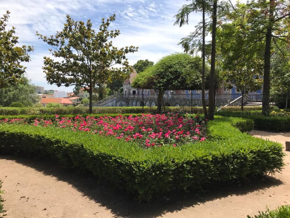 Rosa "Castell d'Alaquàs" en el palacio Fronteira de Lisboa.