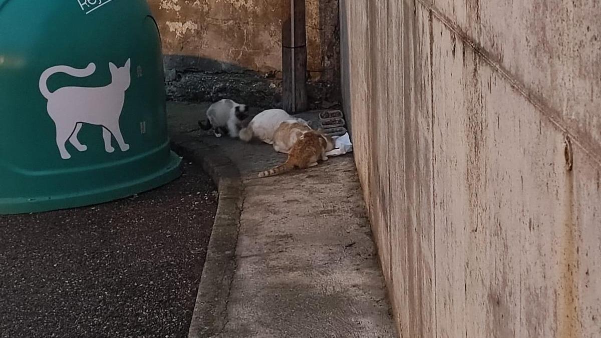 Alimentación de una de las colonias felinas de la ciudad.